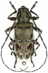  Oreodera basipenicillata