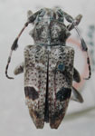  Plagiosarus binoculus