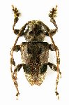  Psapharochrus bimaculatus