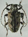  Psapharochrus corticarius