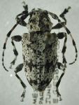  Psapharochrus doctus