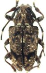  Psapharochrus nearnsi