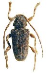  Punctozotroctes bolivianus