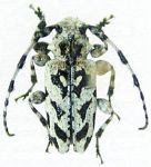  Tetrasarus nanus