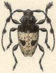  Tetrasarus plato