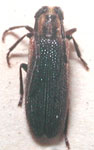  Callia ambigua