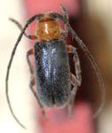  Callia comitessa