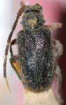  Canindea maculata