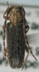  Drycothaea mexicana