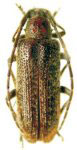  Drycothaea ocularis