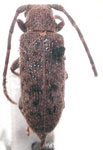  Drycothaea spreta