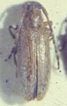  Drycothaea testaceipes