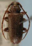  Drycothaea viridescens