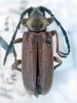  Icelastatis galerucoides