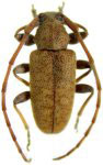  Paradrycothaea jamesi