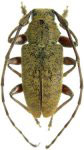  Paradrycothaea pilosicornis