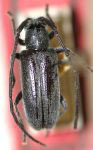  Schiacallia tristis