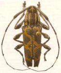  Colobothea denotata