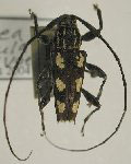  Colobothea flavimacula