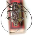  Colobothea grisescens