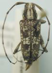  Colobothea leucophaea