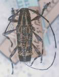  Colobothea olivencia