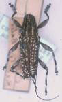  Colobothea ordinata