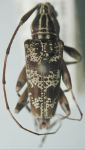  Colobothea regularis