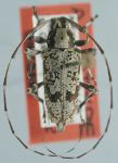  Colobothea sinaloensis