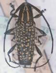  Colobothea subtessellata