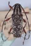  Colobothea varica