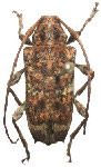  Nodubothea zapoteca