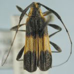  Sparna platyptera