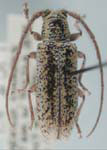  Atelodesmis piperita