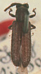  Dolichestola vittipennis