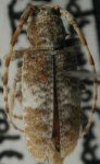  Estola alternata