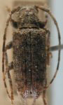  Estola annulipes