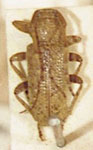  Estola flavescens