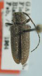  Estola insularis subnigrescens