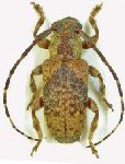 Estola medionigra