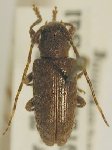  Estola nigropunctata