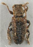  Estola nodicollis