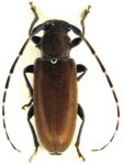  Estoloides (Estoloides) alboscutellaris