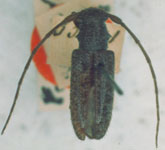  Estoloides (Estoloides) rufipes