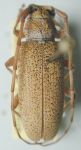  Estoloides (Estoloides) scabracaulis