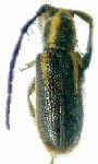  Eupogonius brevifascia