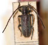  Eupogonius hagmanni