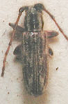  Eupogonius laetus