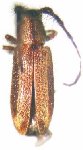  Eupogonius lateralis