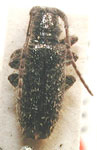  Eupogonius subnudus